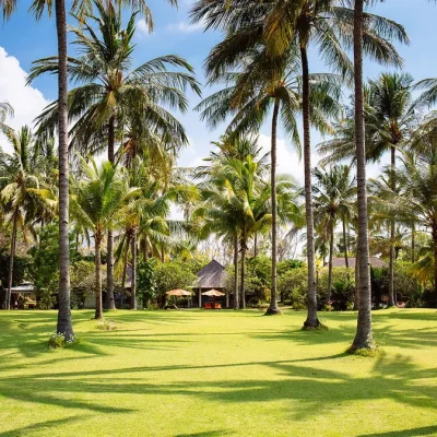The Anandita – Fresh coconuts everyday Villa Anandita - Villa Gallery