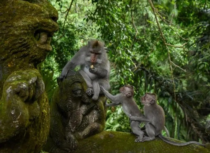 Family Guide to Ubud